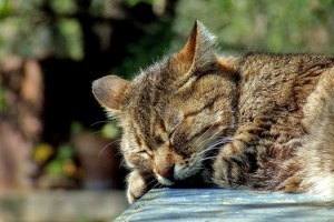 napping-kitten