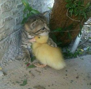 kitten duckling