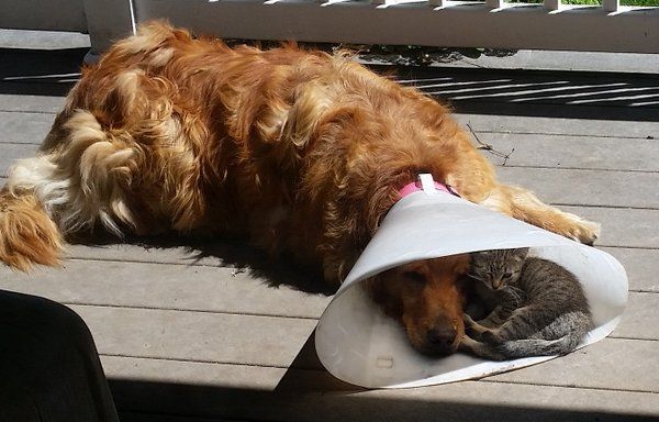 dog cone kitten friend