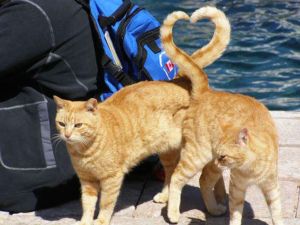 heart cat tails