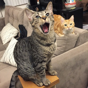 cat singing