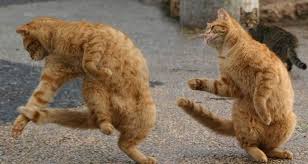 cats dancing