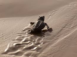 turtle on sand
